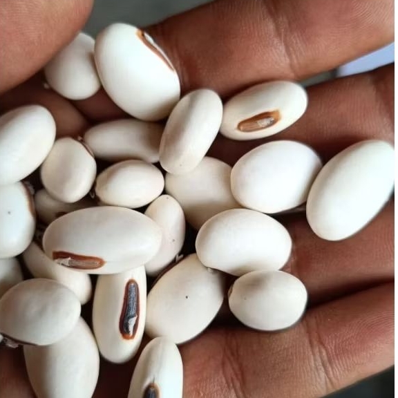 

Kacang Koro Pedang / Binong Mentah 1 KG