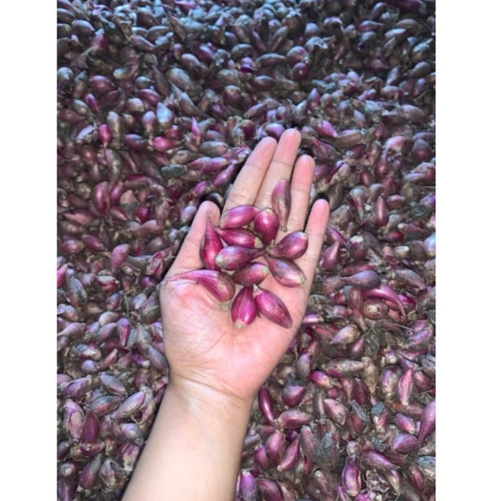

bawang merah kering ukuran sedang campur kecil bawang merah dengan aroma berkualitas super cocok untuk paskan dapur anda