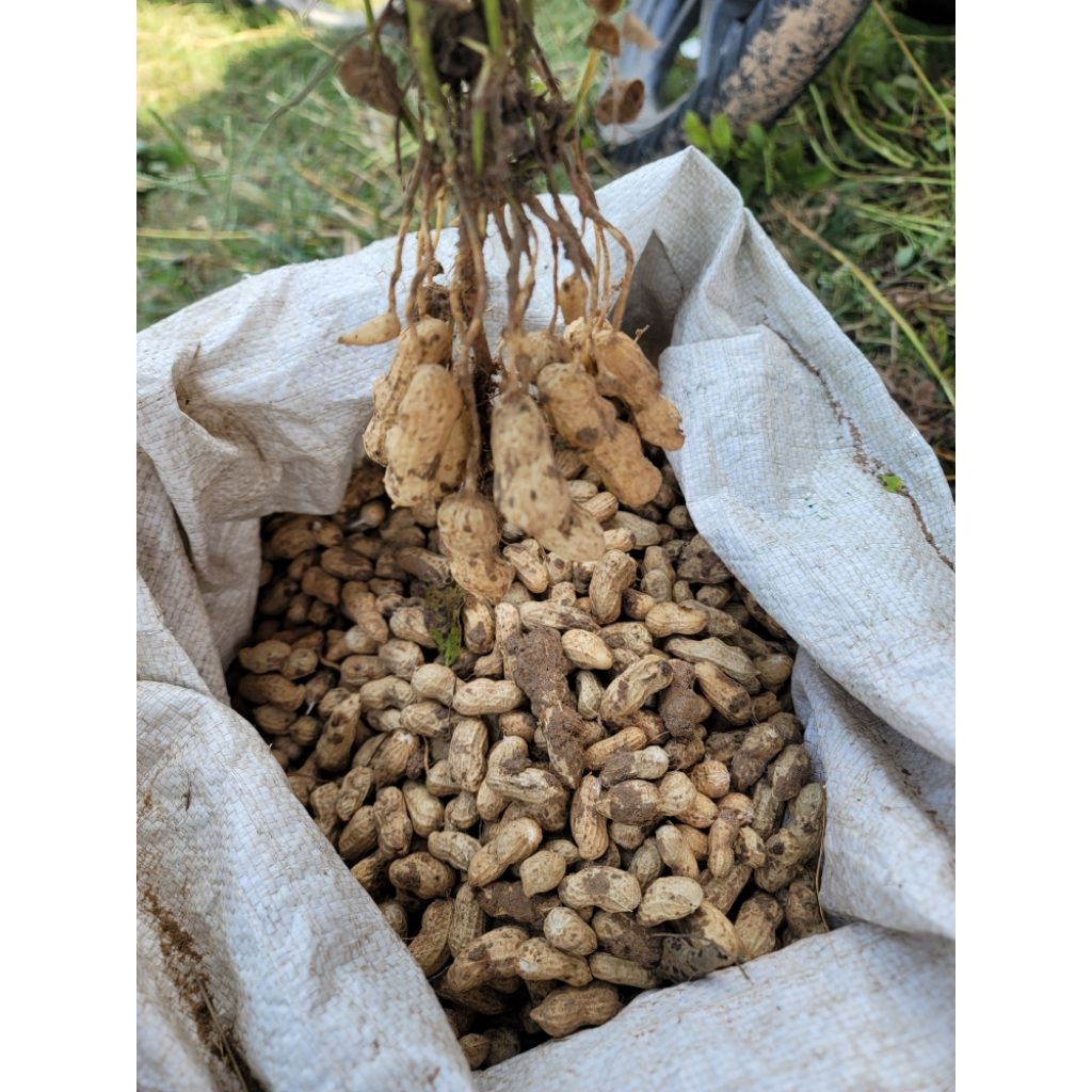 Kacang Tanah basah 1kg