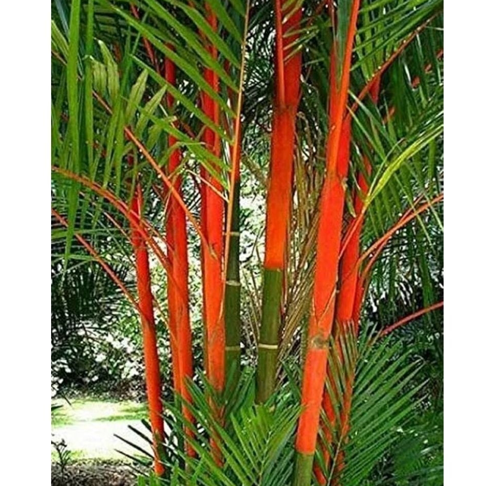 Tanaman Palem Merah / Lipstik Palm / Sealing Wax Palm / Sumatra Wax Palm / Pinang Merah Cyrtostachys