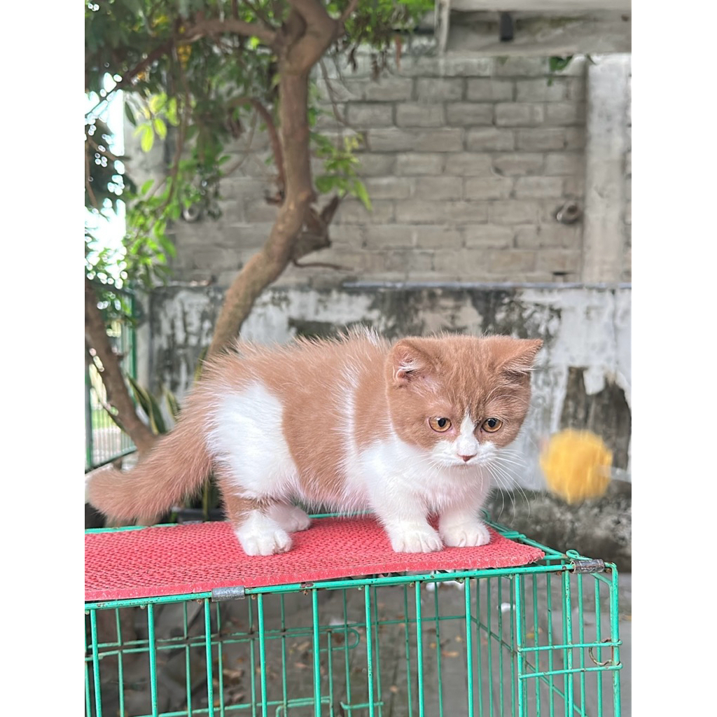 munchin bsh cinamon bicolor betina 4 bulan parent import