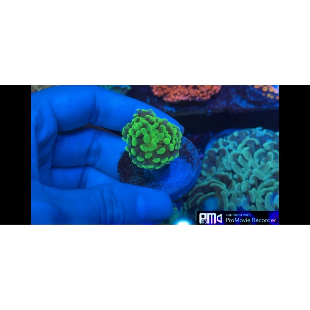 Coral Bright Green Hammer Coral Reeftank Aquarium Laut