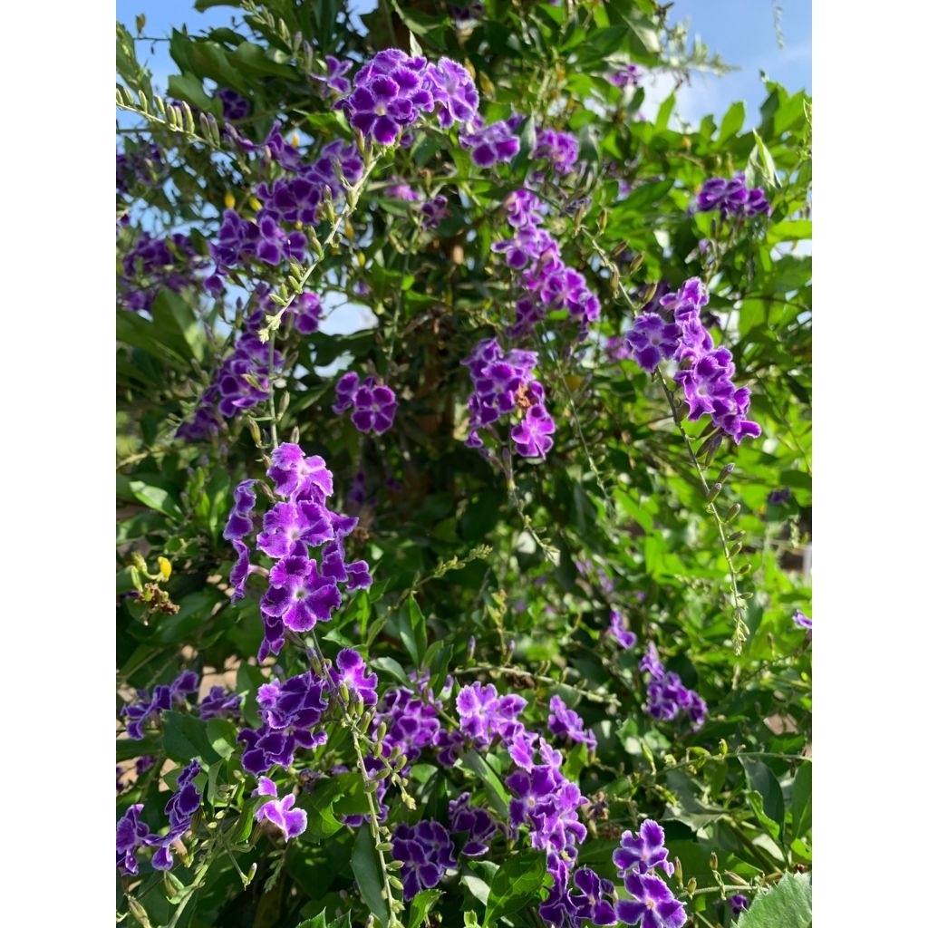 Duranta erecta bunga ungu tanaman hias