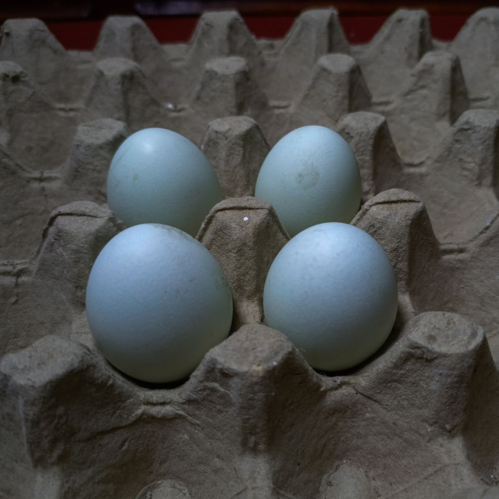 

Telur Hijau Toska Alami | Telur Kampung Unik | Siap Konsumsi & Tetas