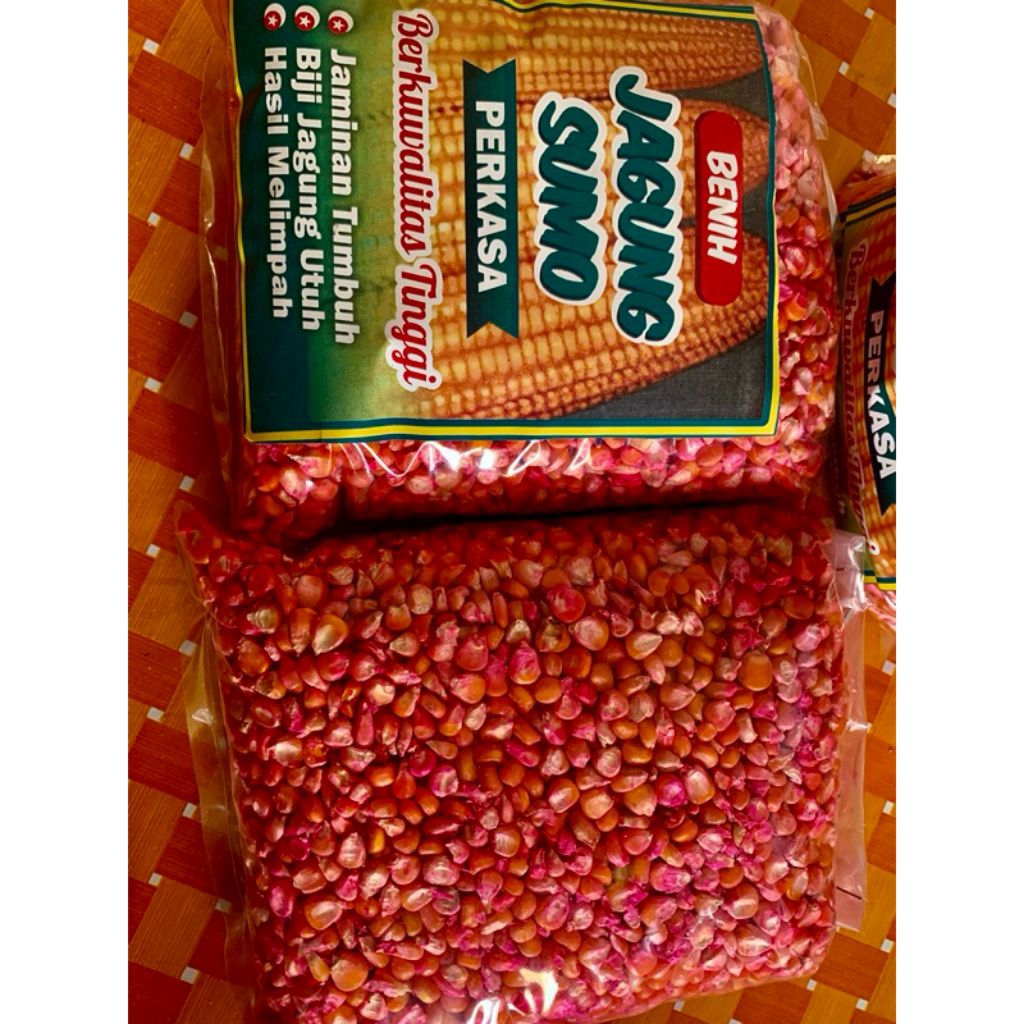 1kg benih jagung sm perkasa f2 siap tanam