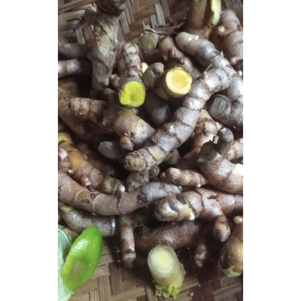 

Herbal| Rempah|Temu Giring Segar Asli Wonogiri – Rempah Herbal Alami