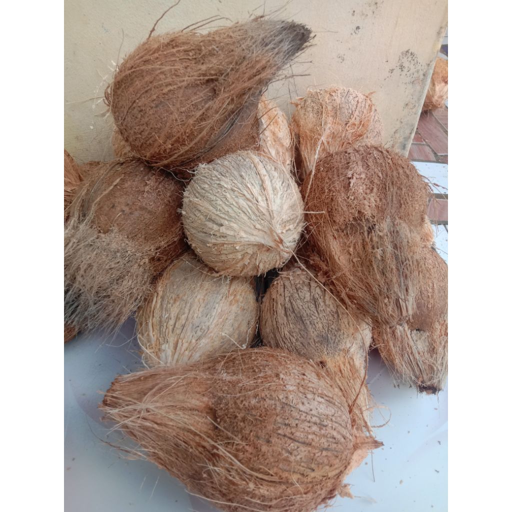 

buah kelapa tua segar kualitas terbaik