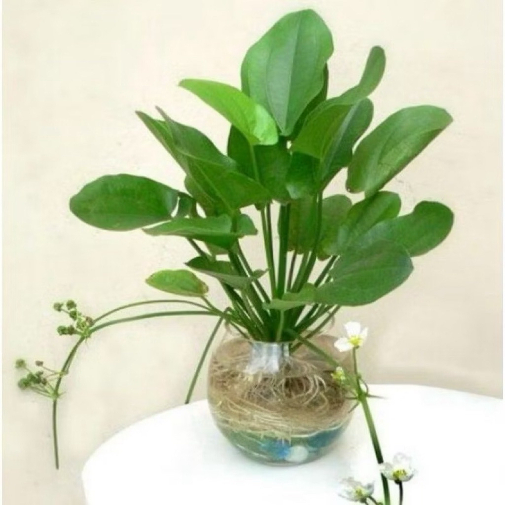 ( BISA COD ) PROMO Tanaman Hias Melati Air Bunga Melati Air / Tanaman Hidup Melati Air Pohon Melati 