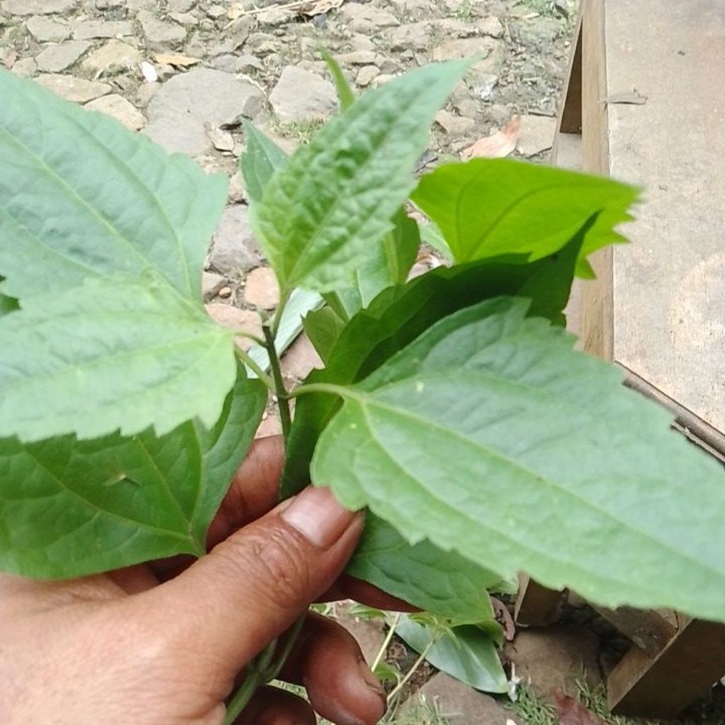 

daun balakacinda 250 gram