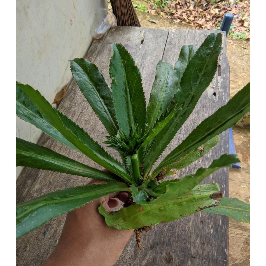 

Daun walang sangit fres 1kg