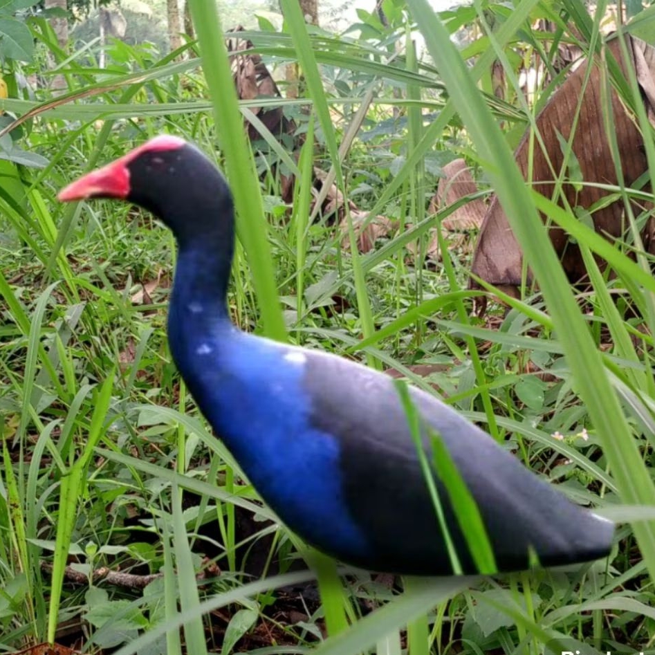 JONTROT / alat pancing burung mandar biru