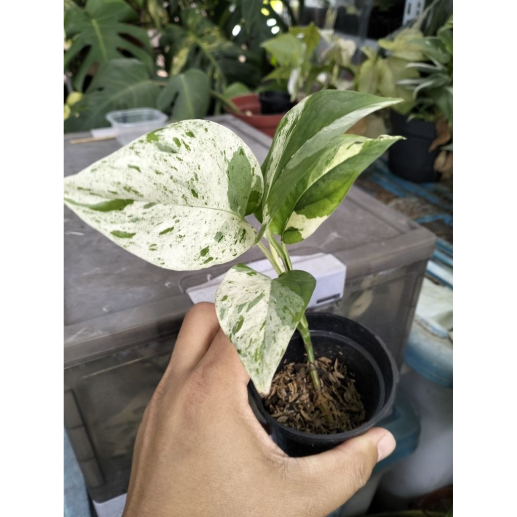 Epipremnum variegata