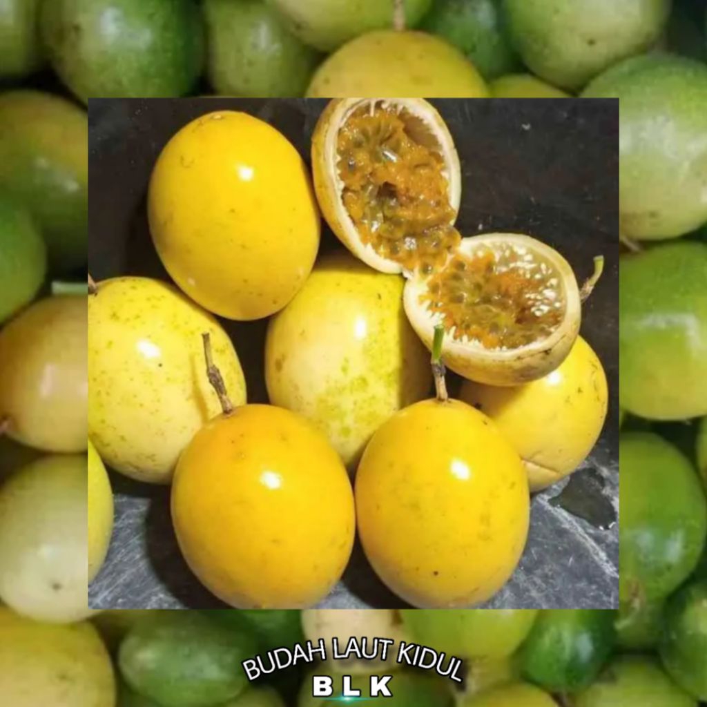

Buah markisa Mateng | Mateng di pohon | per 1kg