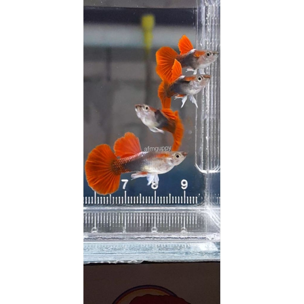hiasan aquarium hb red rose tail