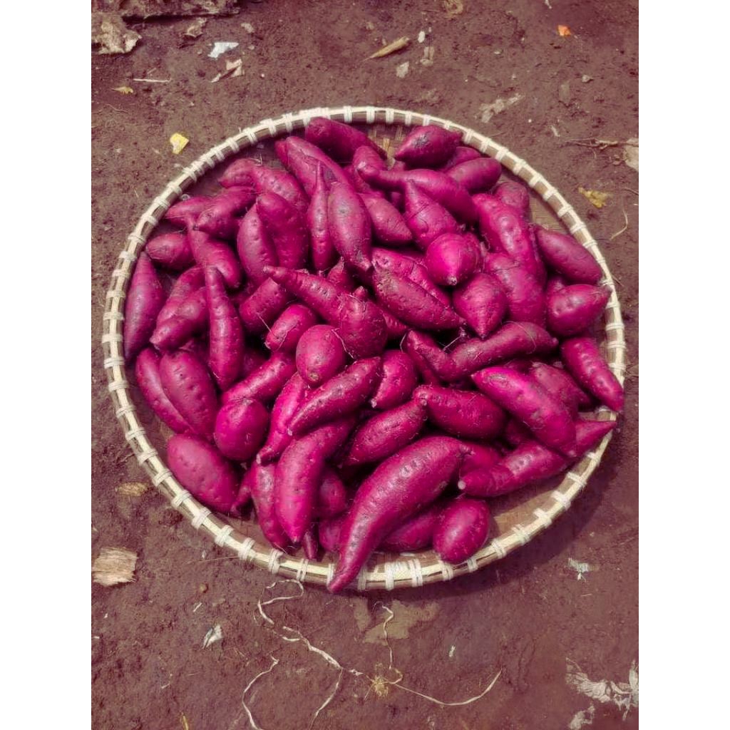 

UBI UNGU LEGIT FRES 2 KG