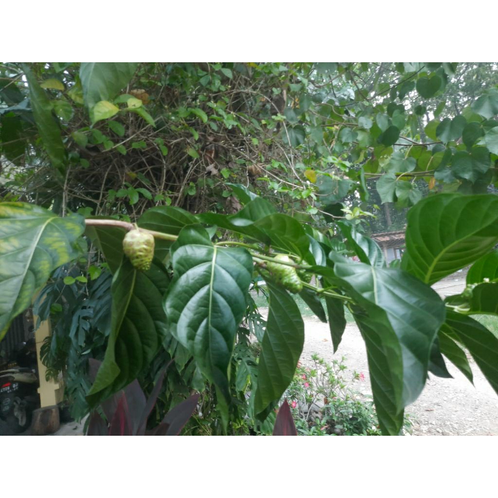 

buah mengkudu /buah pace segar organik harga per 250 g