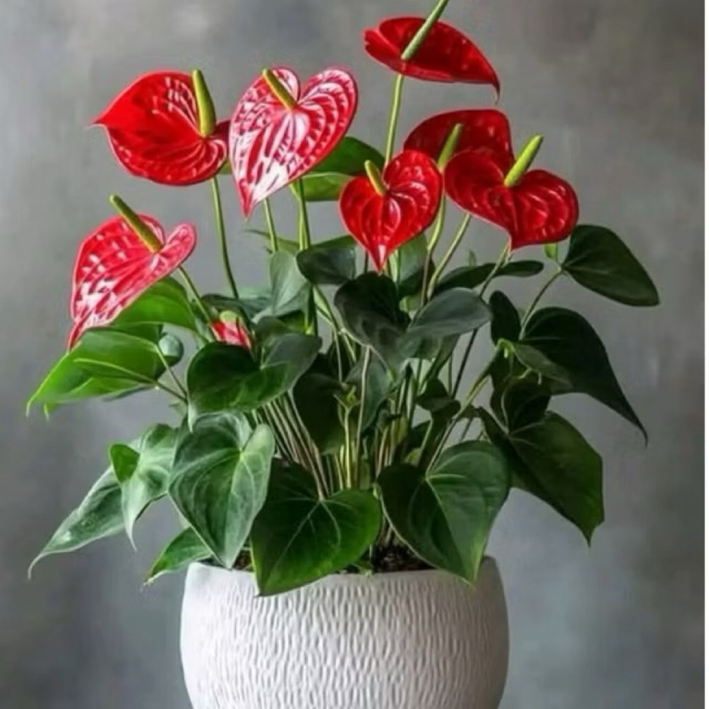 ( BISA COD ) Tanaman Hias Anthurium Mickey Mouse / Pohon Anthurium Mickey Mouse Bunga Merah / Tanama