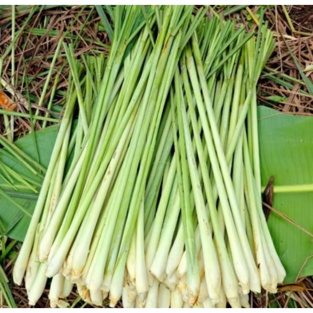 

SERAI SEGAR ALAMI 1 KILOGRAM