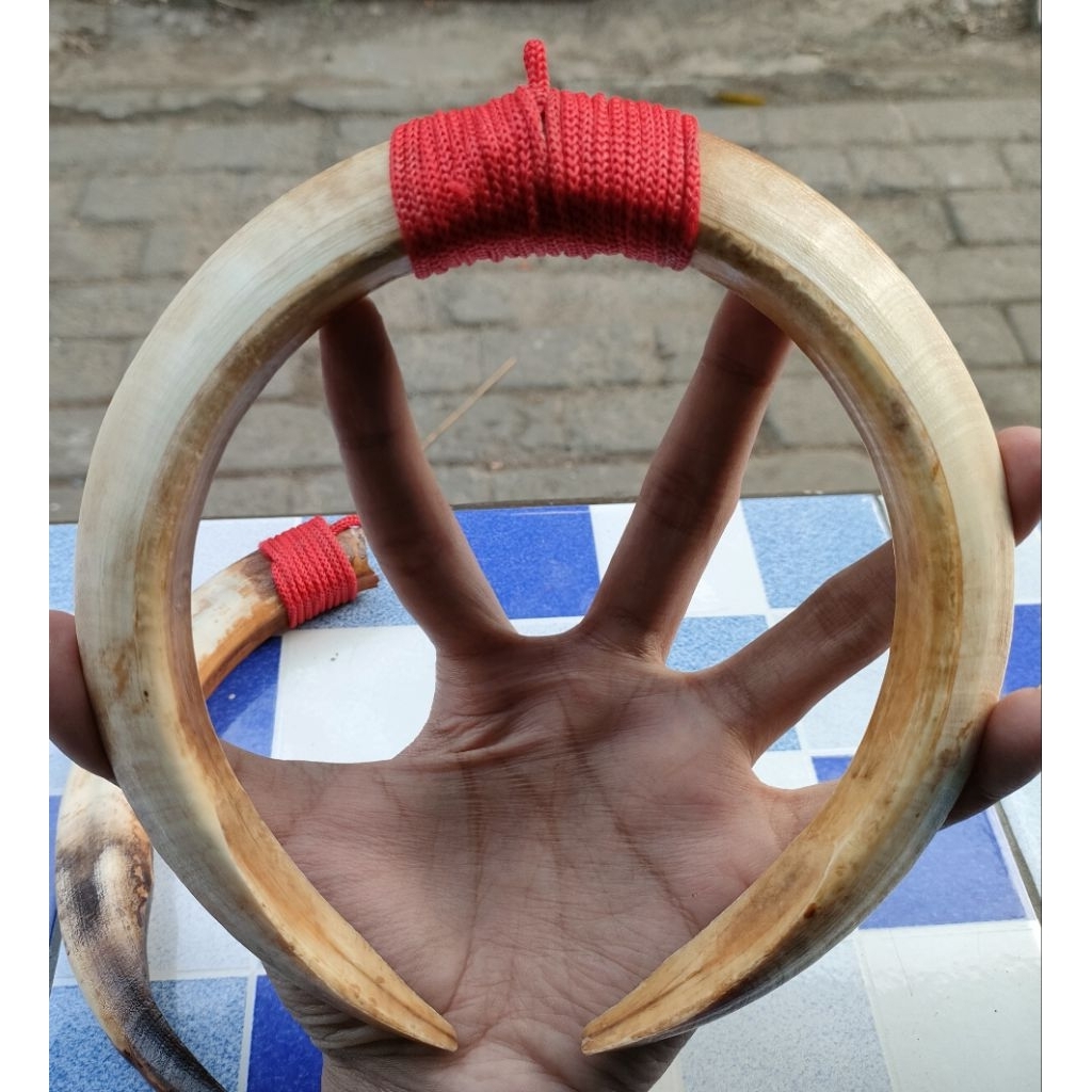 Liontin sepasang taring babi asli jumbo 17cm