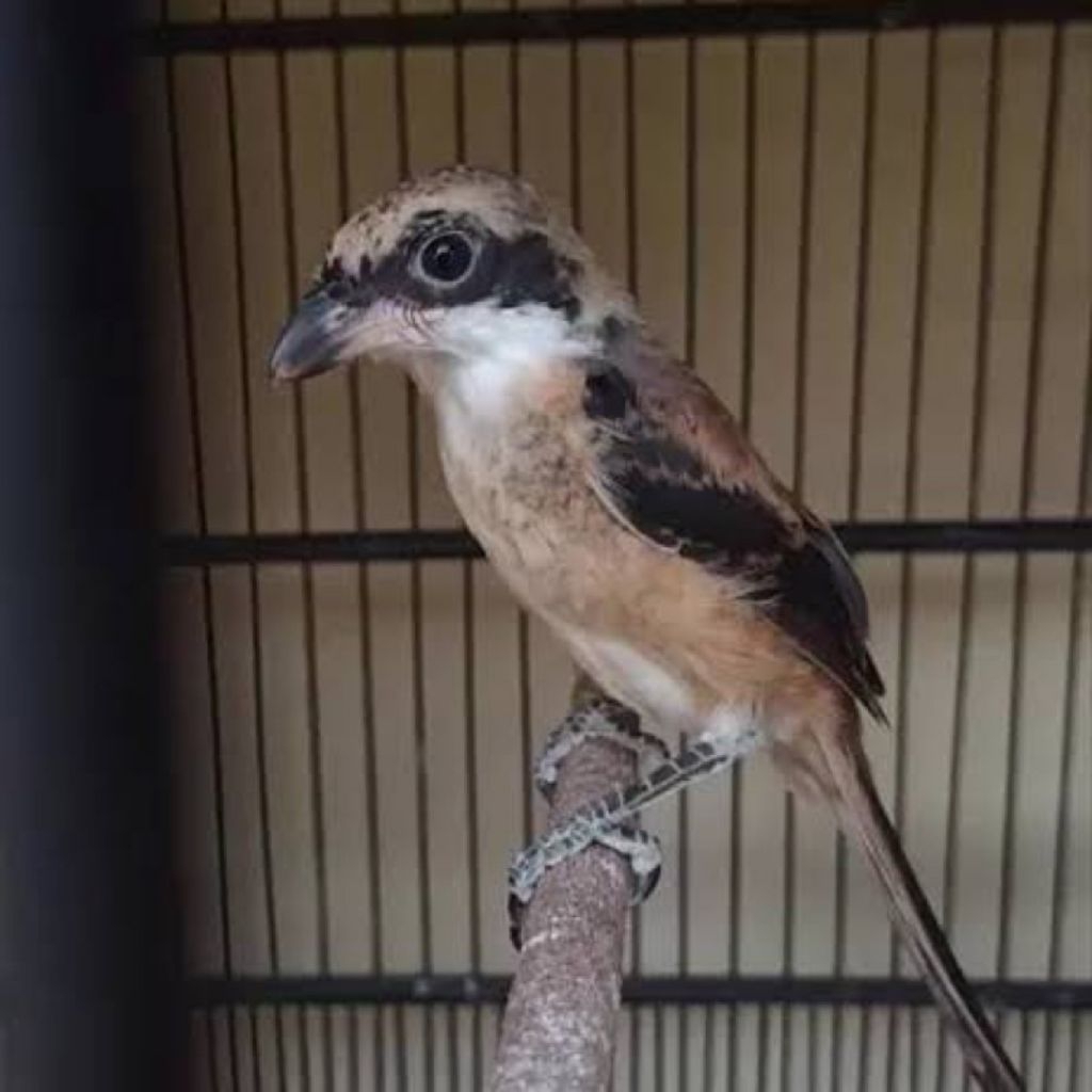 Burung Pentet Jatim Trotolan pilihn Mulus