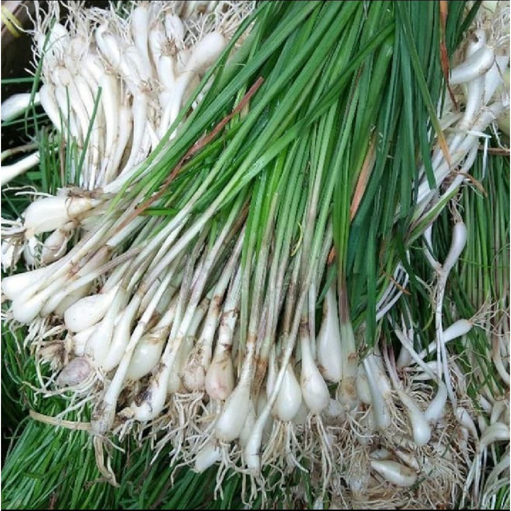 

Bawang batak/kuncai sayur 250 gram bisa COD