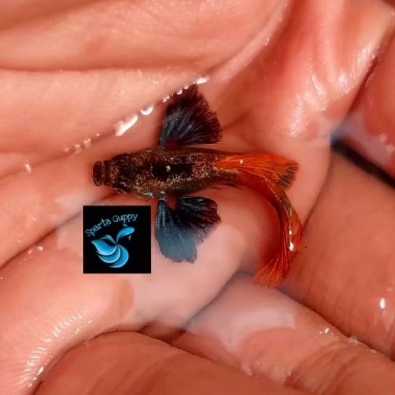 hiasan aquarium guppy jenis PRTDE GRADE A