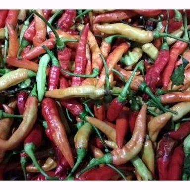 

Cabe rawit segar langsung dari petani