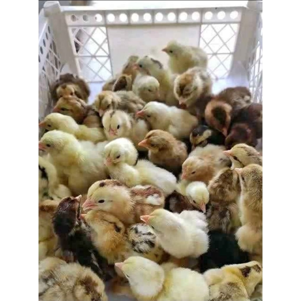 DOC ayam kampung unggul KUB  eceran gemoi- gemoi GARANSI HIDUP