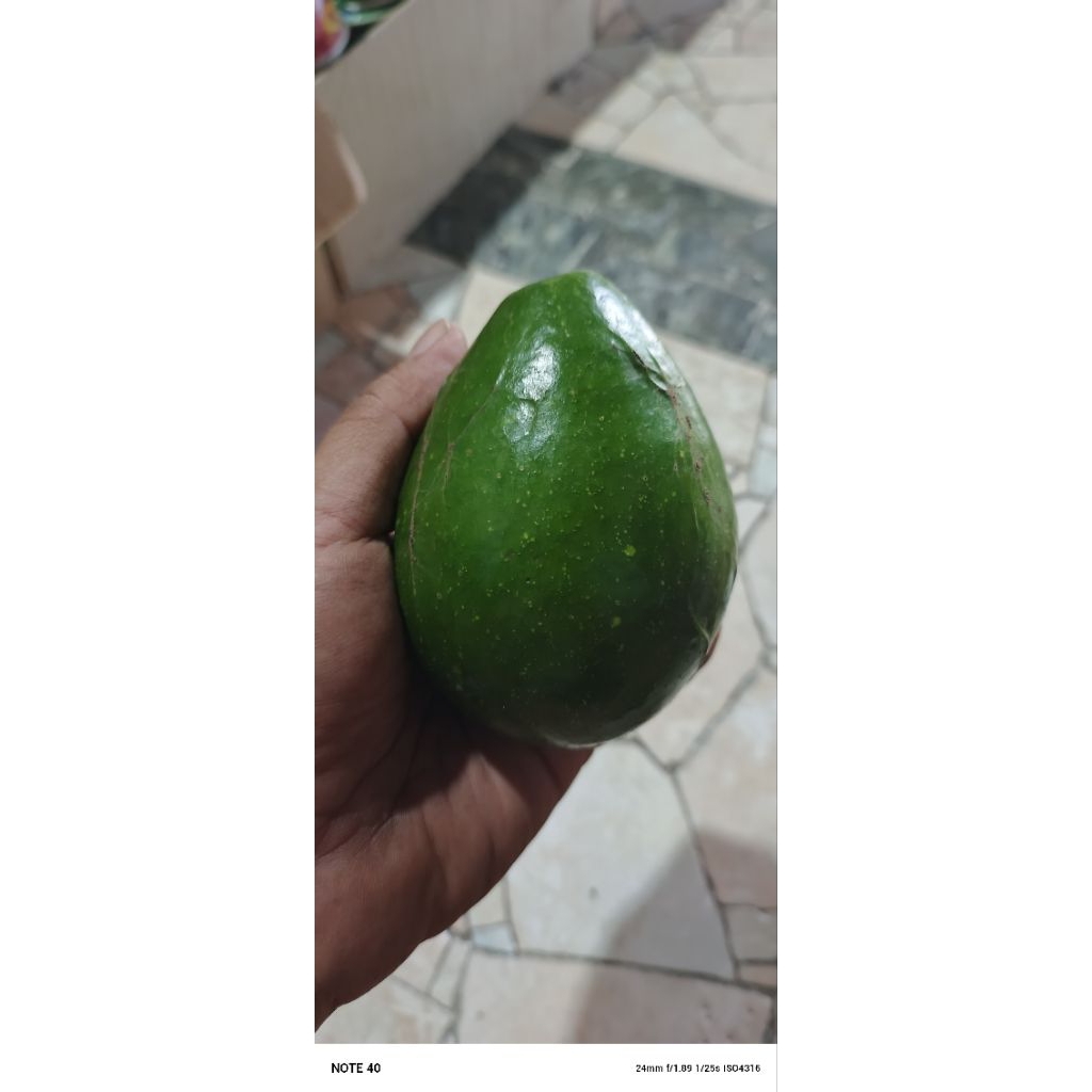 

Buah Apokat Mentega Per kg isi 5 biji