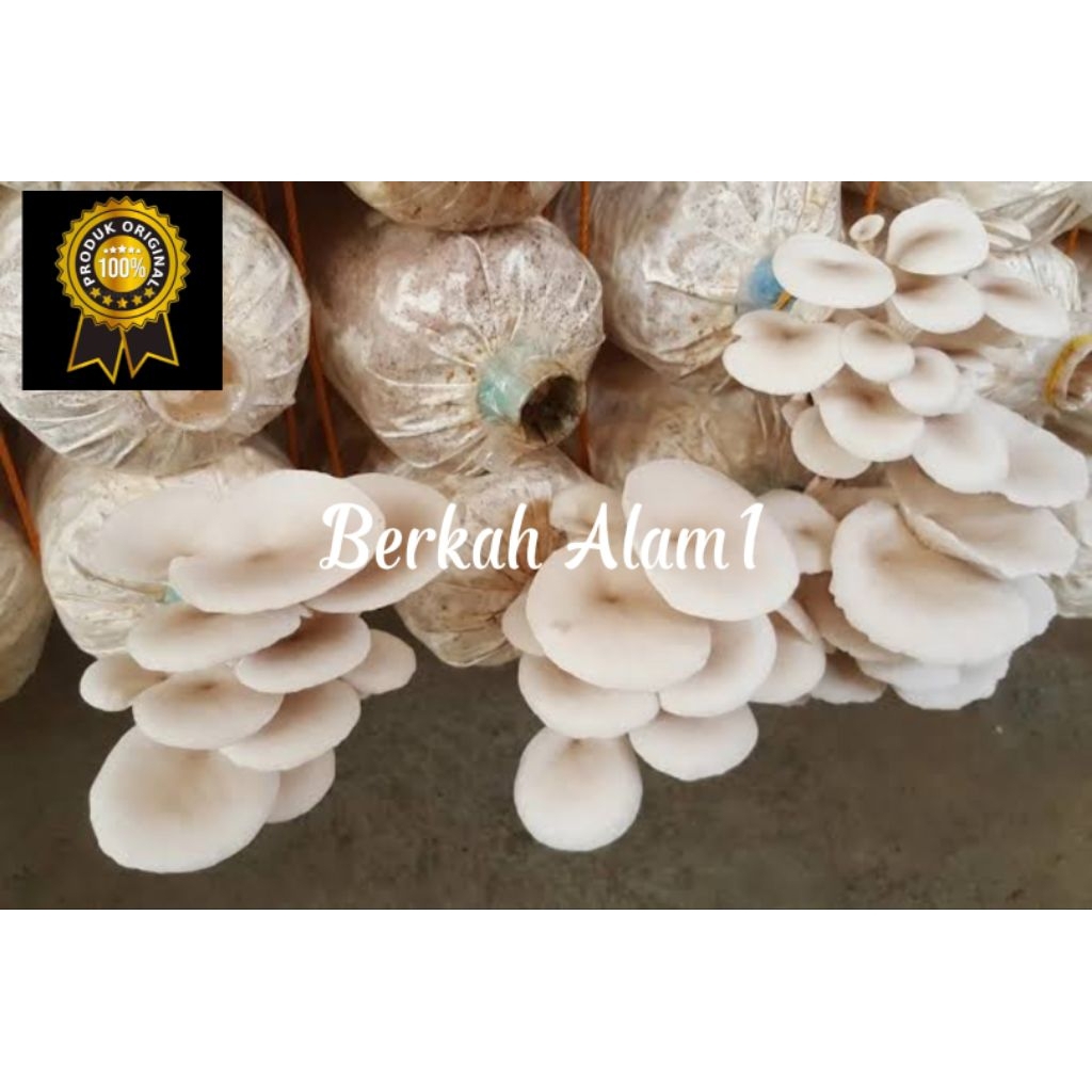 

Baglog jamur tiram siap panen