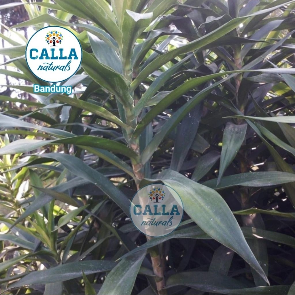 

(100 gram) DAUN SUJI SEGAR BANDUNG