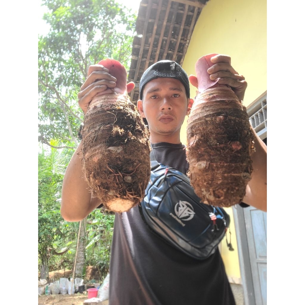 TALAS PRATAMA / TALAS BOGOR