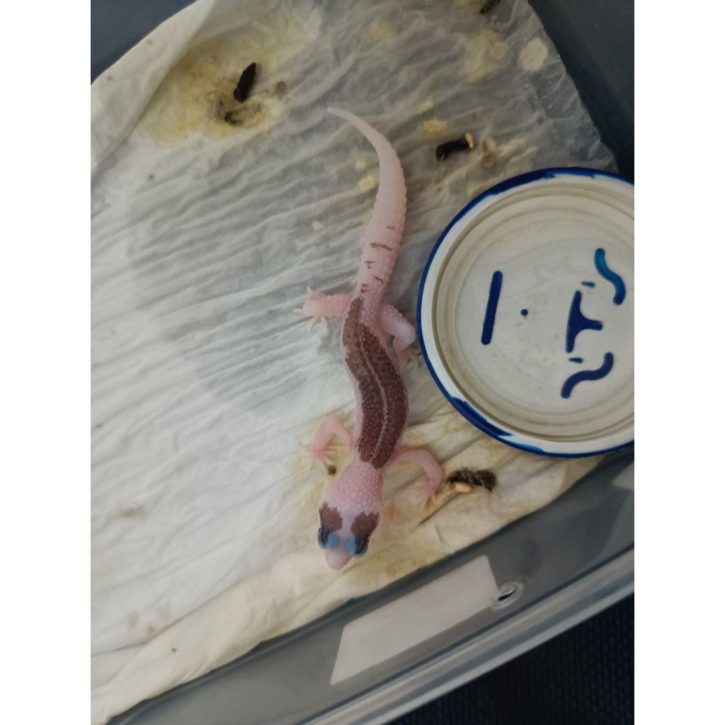 MAINAN ANAK GECKOO SUPER PIED