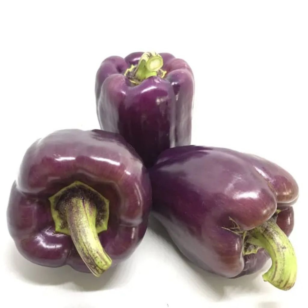 

benih paprika warna ungu isi 7 butir