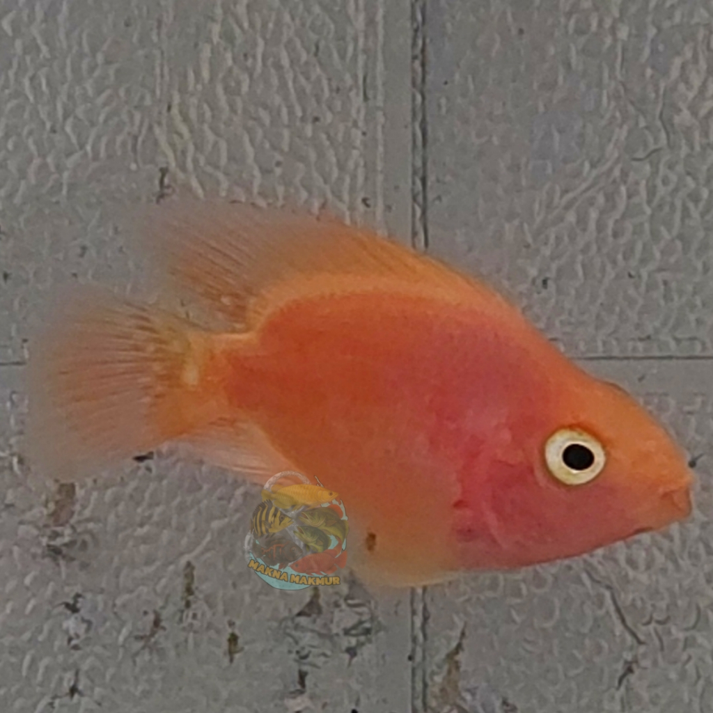 Ikan Hias Kingkong Red Parrot 2,5 - 3 jari