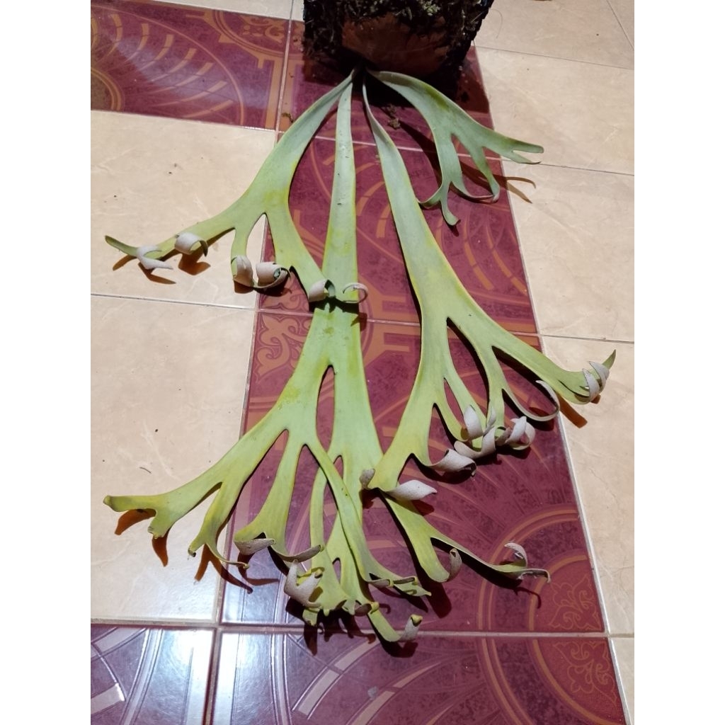 tanduk rusa/platycerium