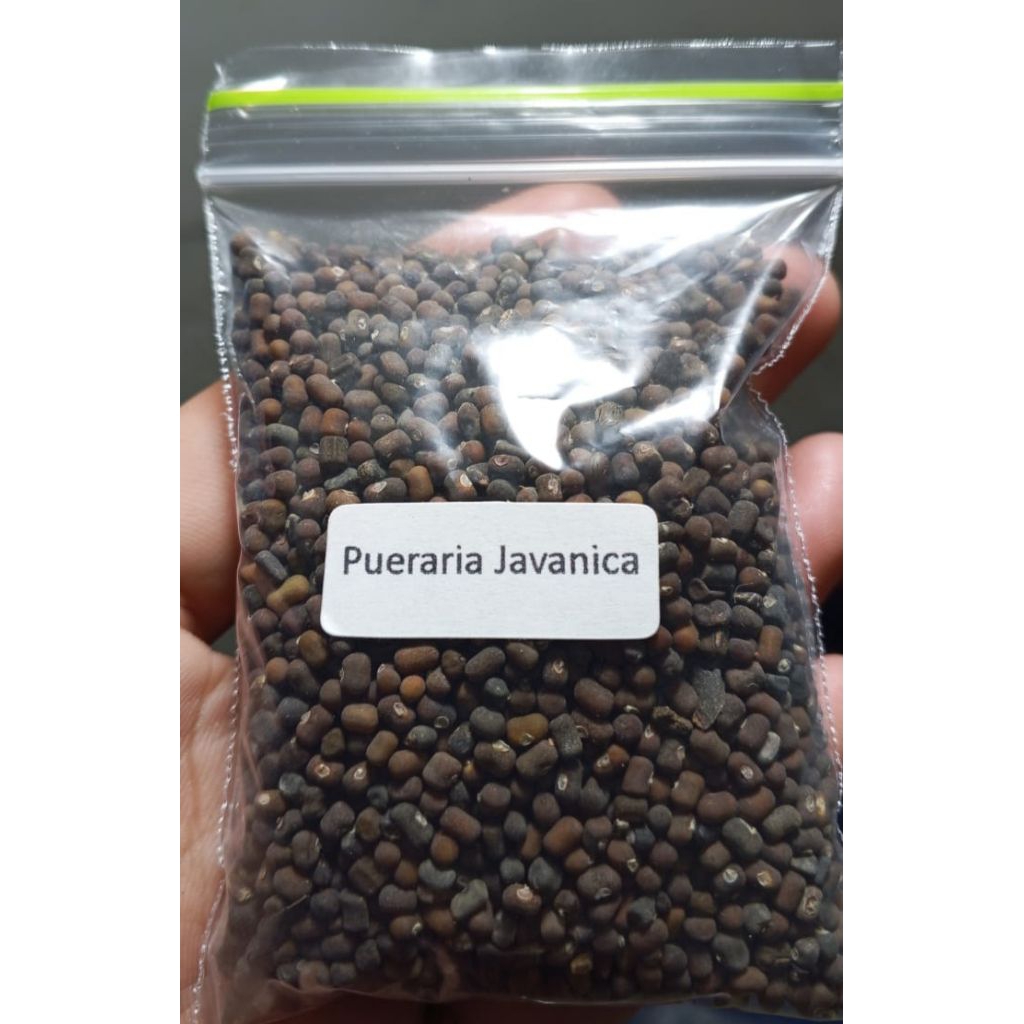 50 gram Biji Benih Bibit Pueraria Javanica
