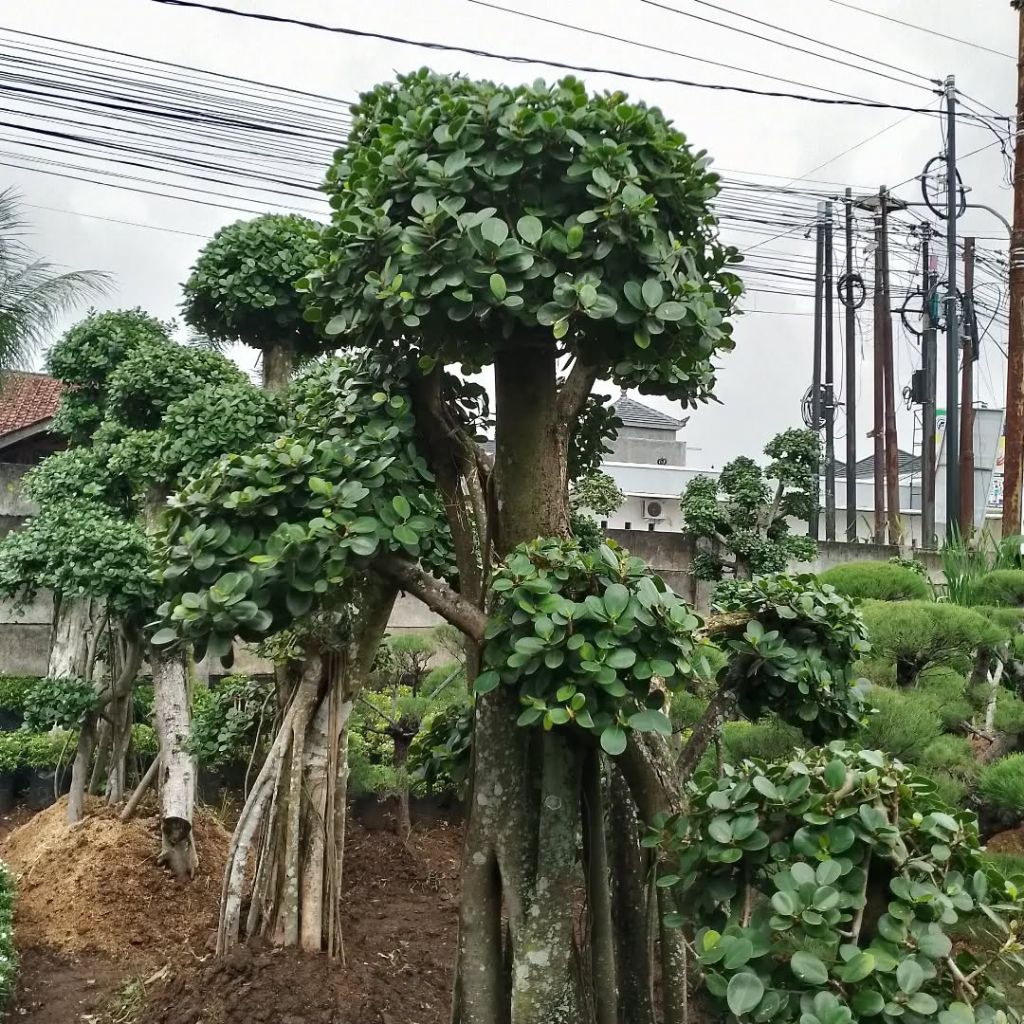 bonsai beringin korea / bonsai beringin dolar / pohon bonsai beringin korea