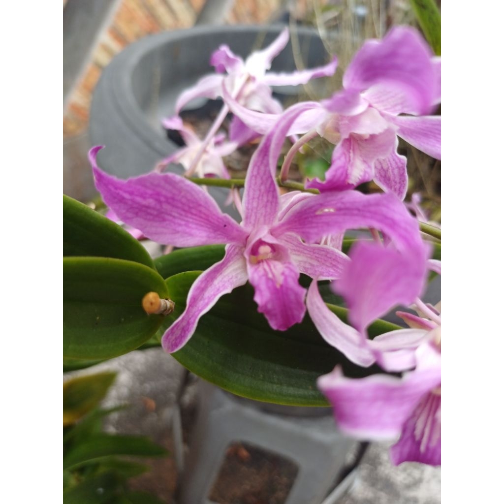 Dendrobium superbiens