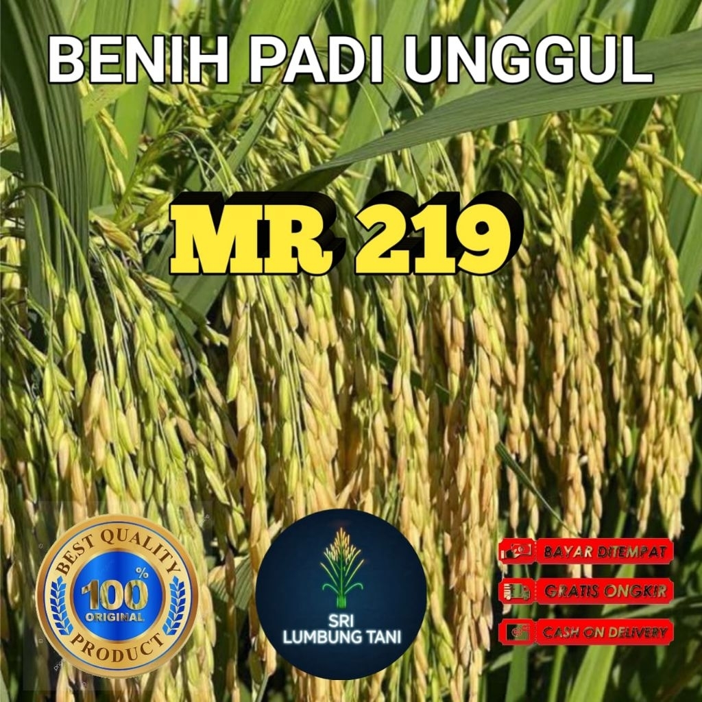 (10KG) BENIH BIBIT PADI MR 219 UNGGUL BERKUALITAS