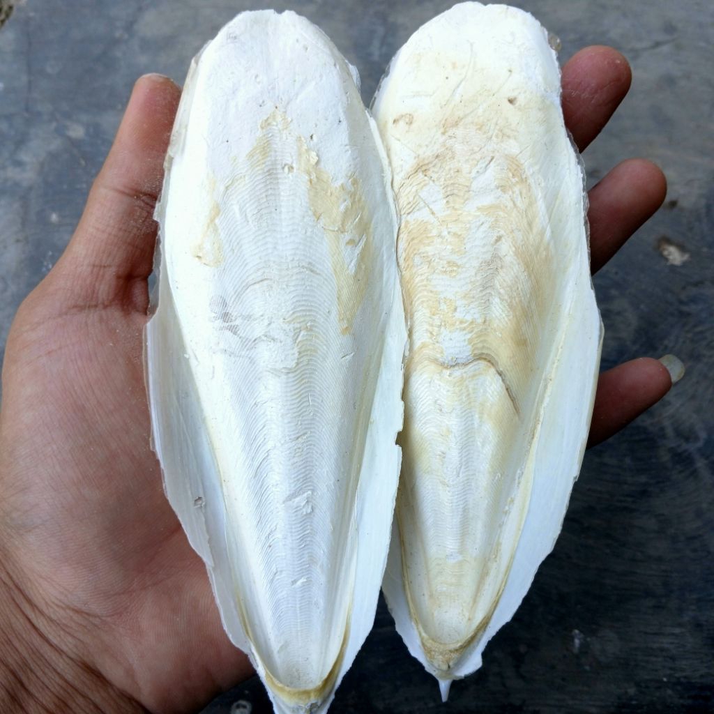 ASINAN TULANG SOTONG MURAH SIZE 13-15 CM