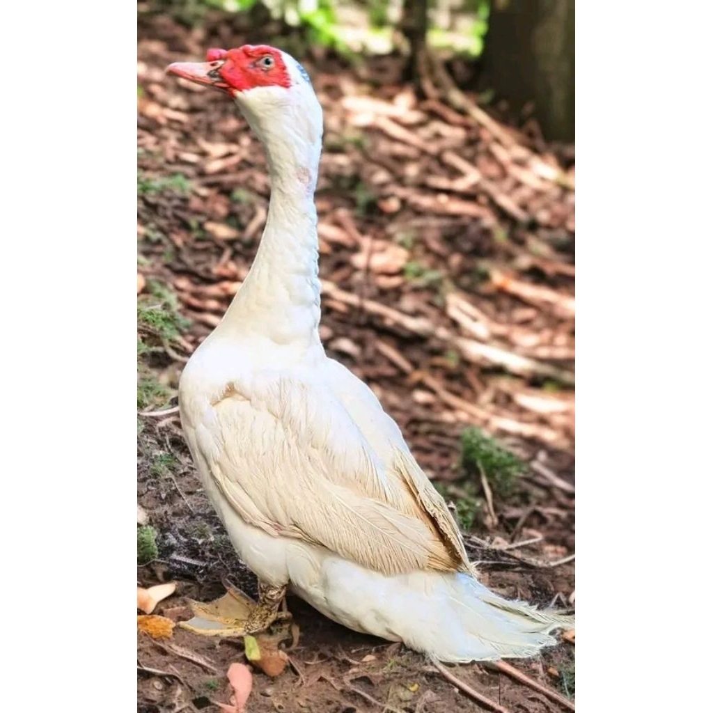 

telur mentok jumbo leher panjang / telur di tetaskan