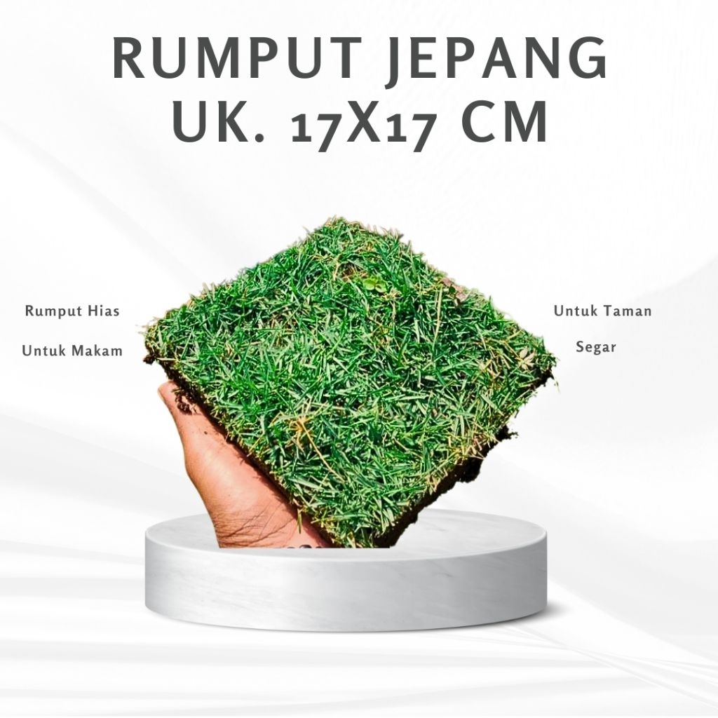 RUMPUT JEPANG HIDUP PERKOTAK|RUMPUT KUBURAN