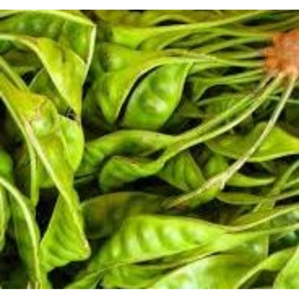 

pete padi kualitas sedang 15 biji