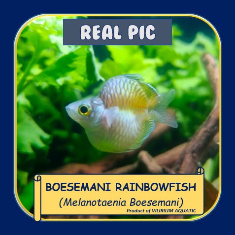 IKAN HIAS AIR TAWAR - RAINBOW BOESEMANI BALON / RAINBOW BOESEMANI SHORTBODY (IKAN AQUASCAPE)