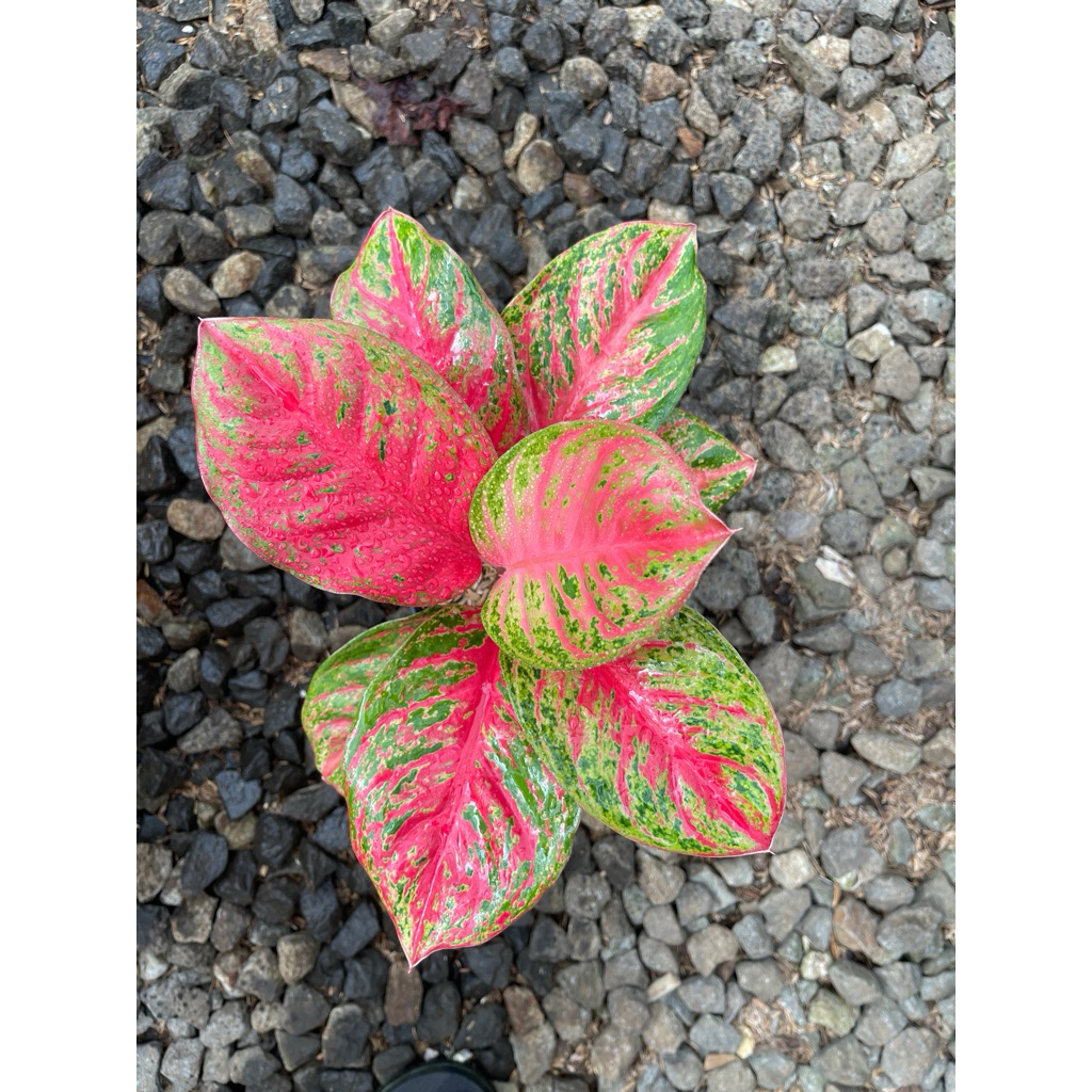 Aglonema Wulandari Tanian lokal