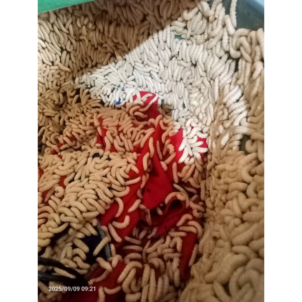 ulat bambu isi 500 pcs ulat +bonus