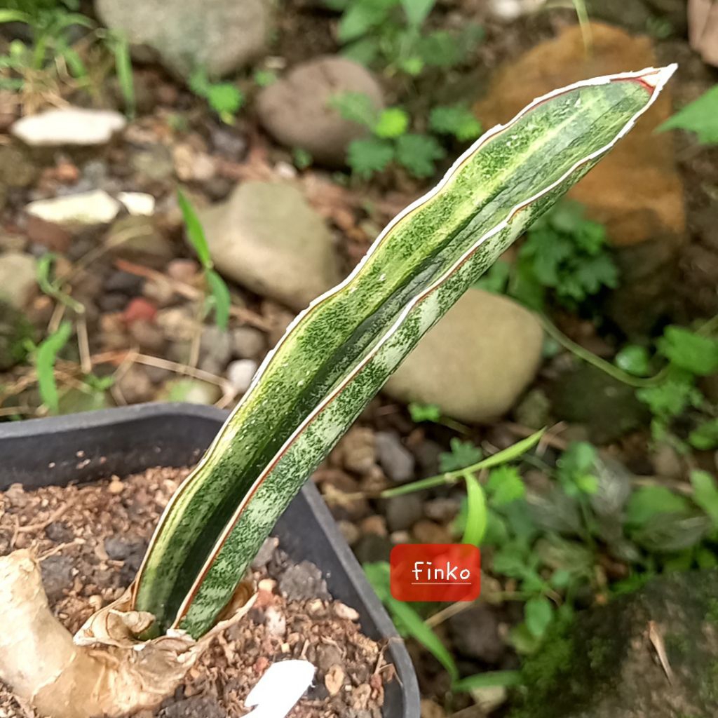 sansevieria malawi bat yellow variegata