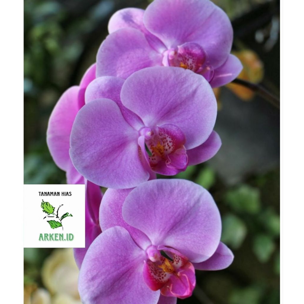 Anggrek dendrobium  larat dewasa