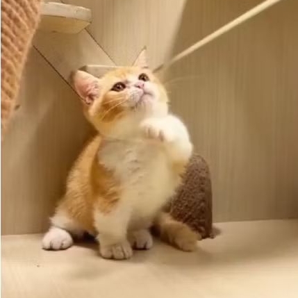 kitten bsh munchkin / kucing bsh Munchkin jantan